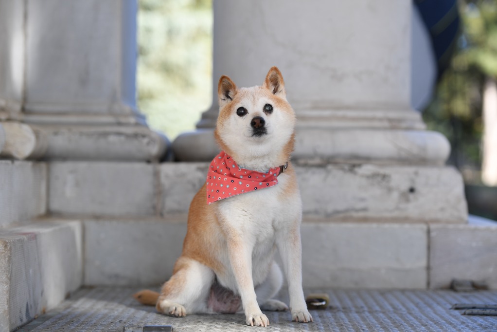 Shiba Inu in Cheeseman Park - Mr. Woof offers dog walking and pet sitting in Denver.
