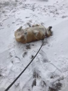 Dog walking on a snow day in Denver