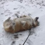 Dog walking on a snow day in Denver