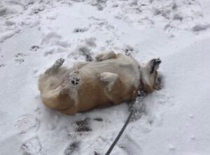 Dog walking on a snow day in Denver