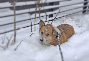 Pup-cicles: Why Some Dogs Love Snow and Others Hate It