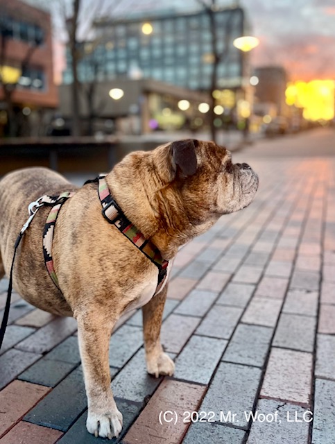 Bulldog - dog walking in Cherry Creek