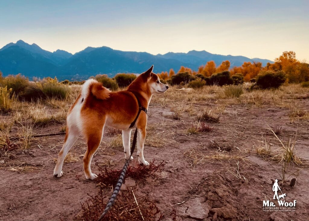 Colorado Weekend Getaway Guide: Traveling with Your Pup