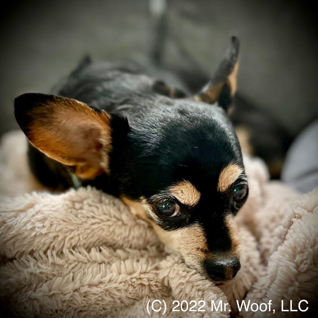 Chihuahua resting during in-home pet sitting in Denver