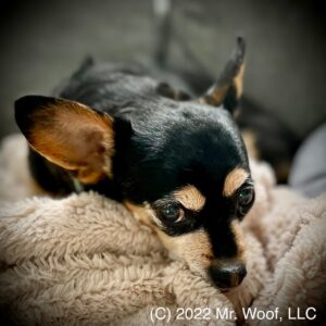 Pet sitting a chihuahua in Denver