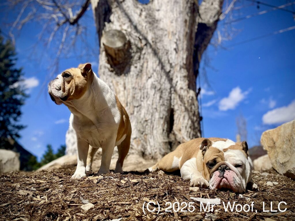 Pet sitting bulldogs in Denver