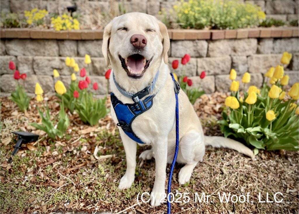 Yellow Lab playing outside — Denver pet photography portfolio