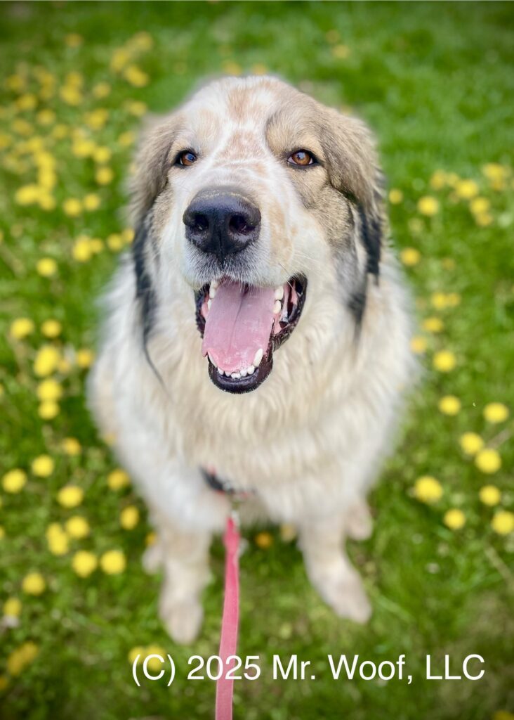 Pet portrait — Denver pet photography portfolio