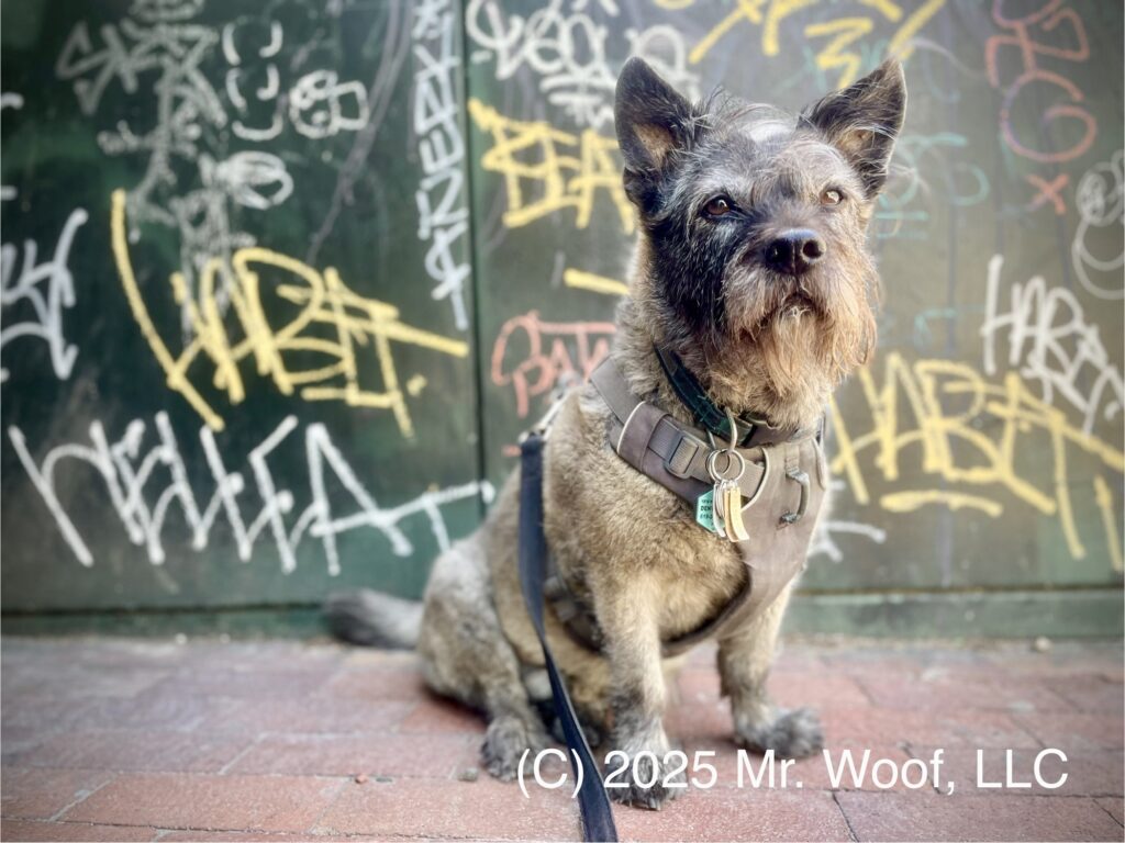 Dog walking and pet sitting in Denver