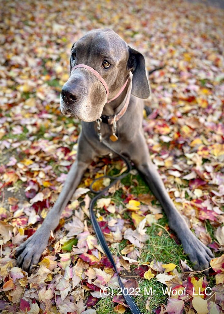Great Dane in a park — Denver pet photography portfolio