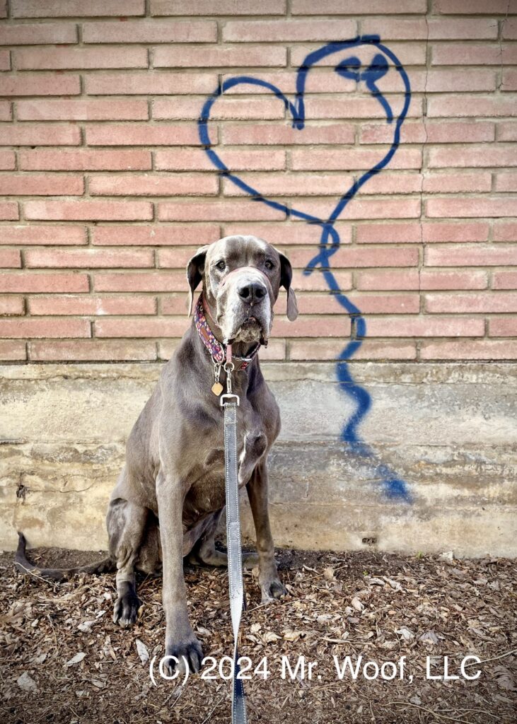 Great Dane on a dog walk in Congress Park