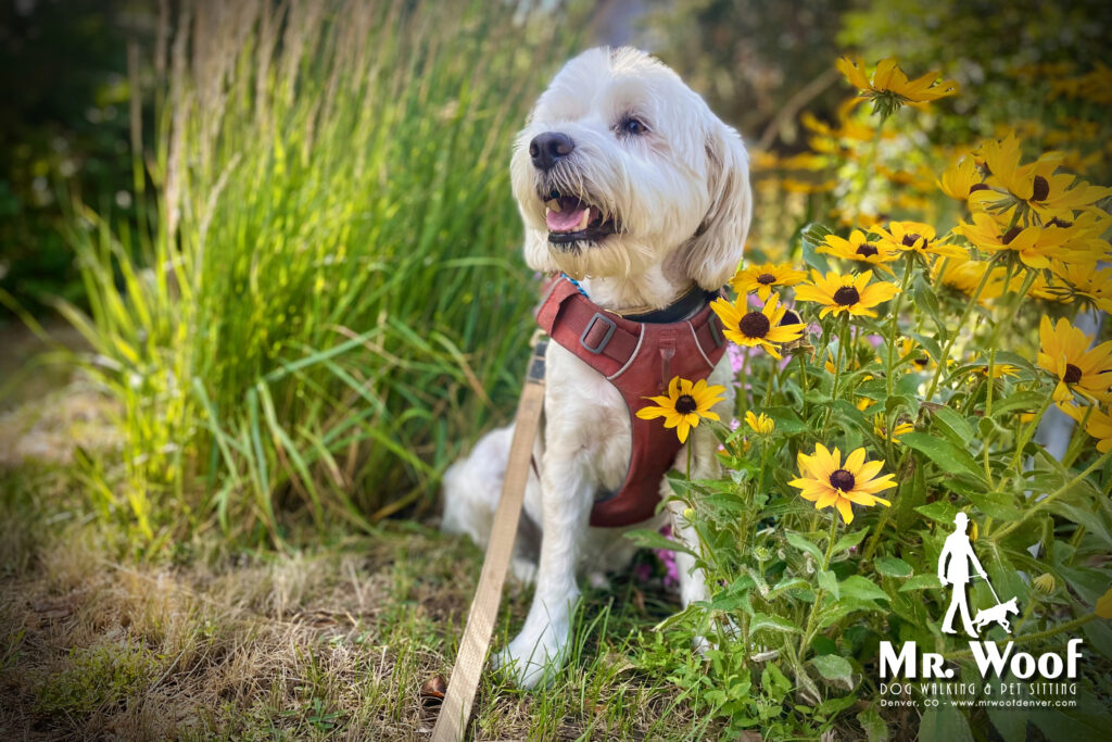 Terrier on a dog walk in Denver