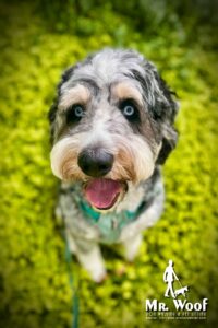 Denver dog walking in Park Hill neighborhood