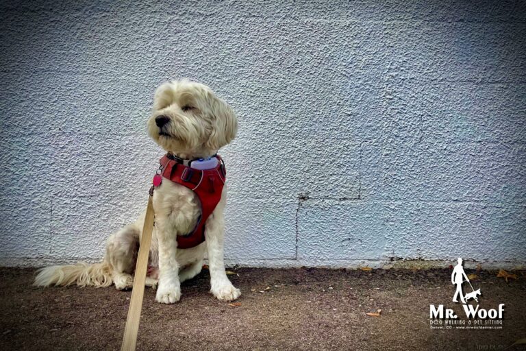 Dog walker in Denver walking a Tibetan Terrier in Congress Park