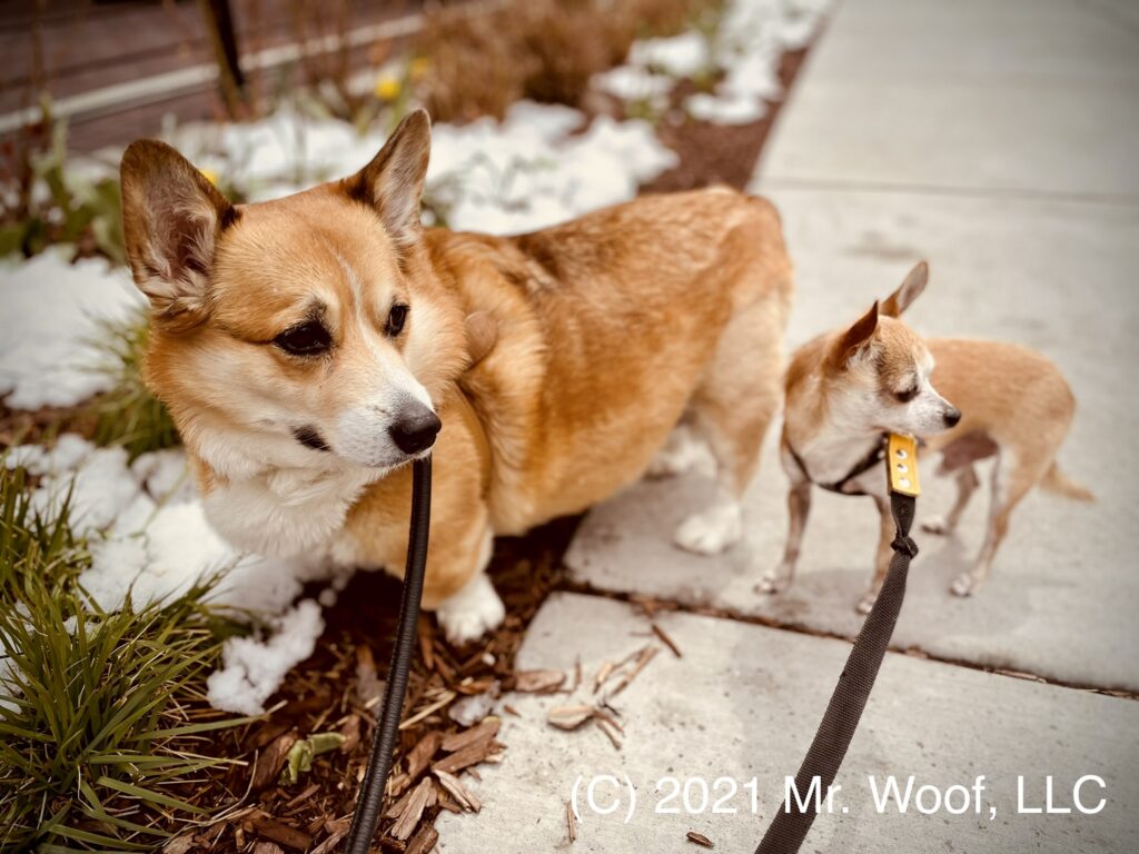 Dog-friendly Colorado weekend getaways