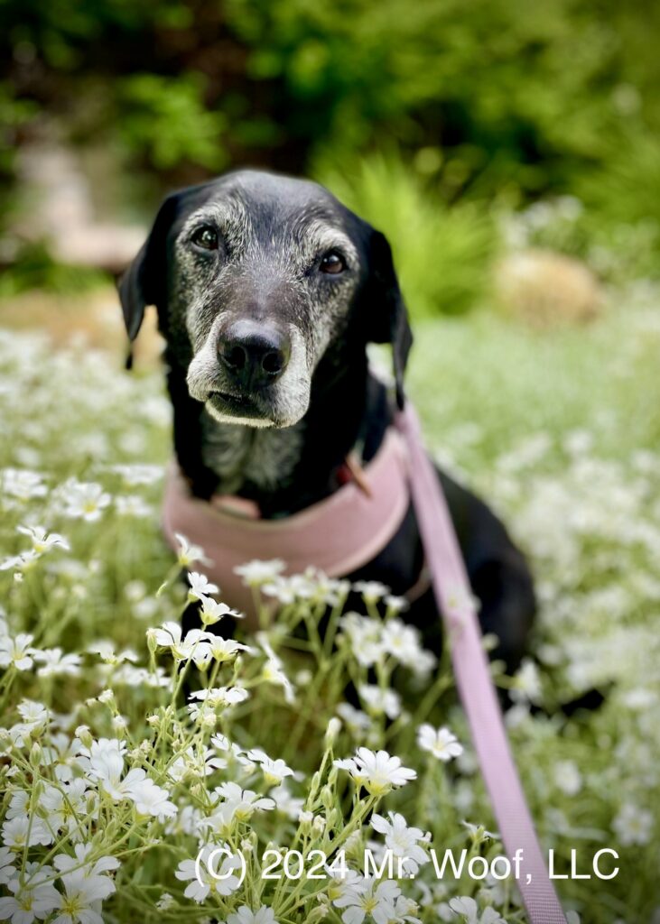 Mixed breed dog - dog walking and pet sitting in Denver