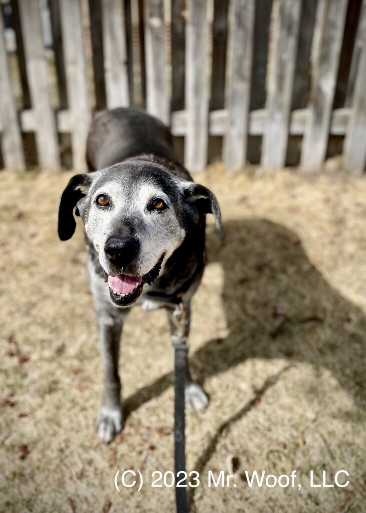Senior dog on a walk