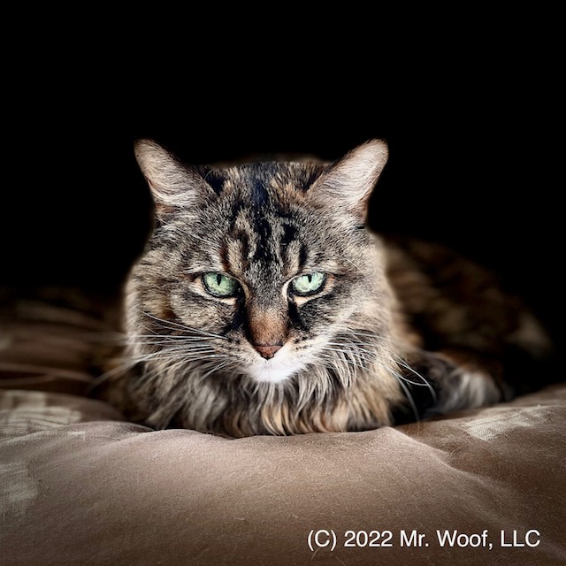 Cute cat portrait — Denver pet photography portfolio