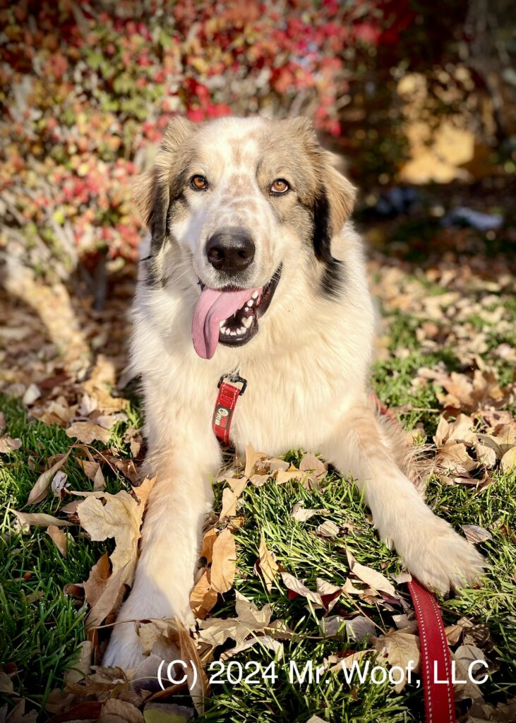 Pet sitting a big dog in Denver