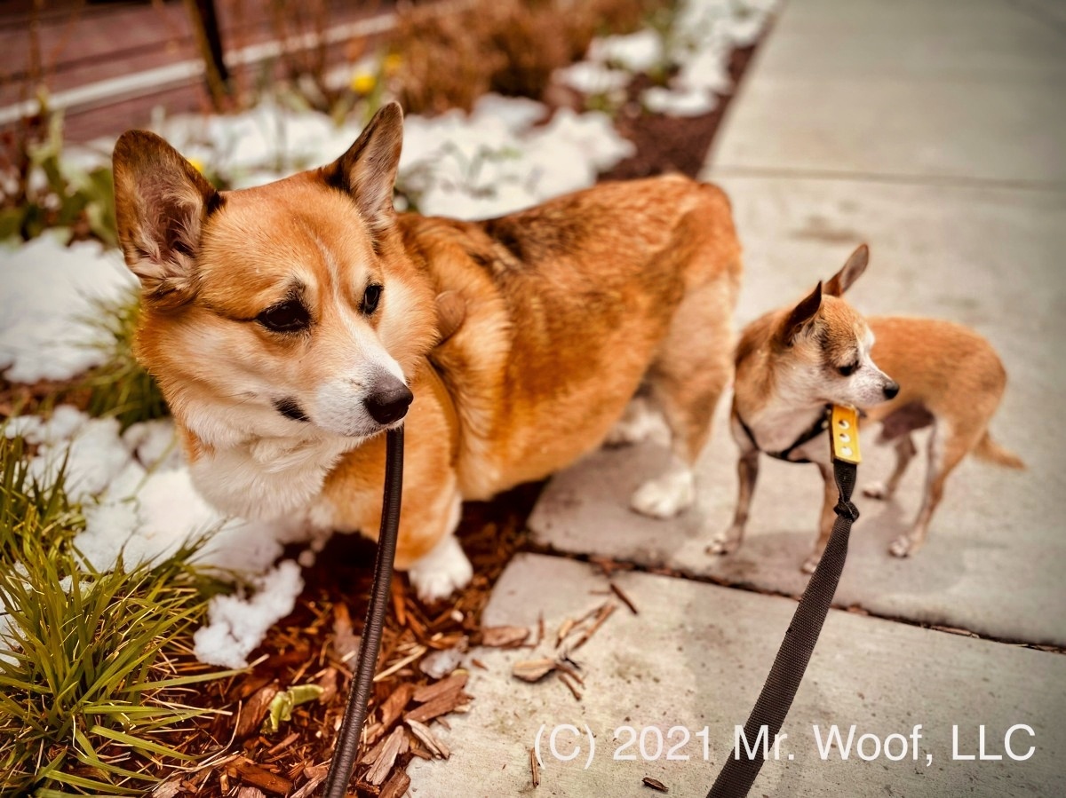 Private dog walking in Denver with Mr. Woof