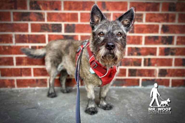 Dog enjoying a walk in Denver
