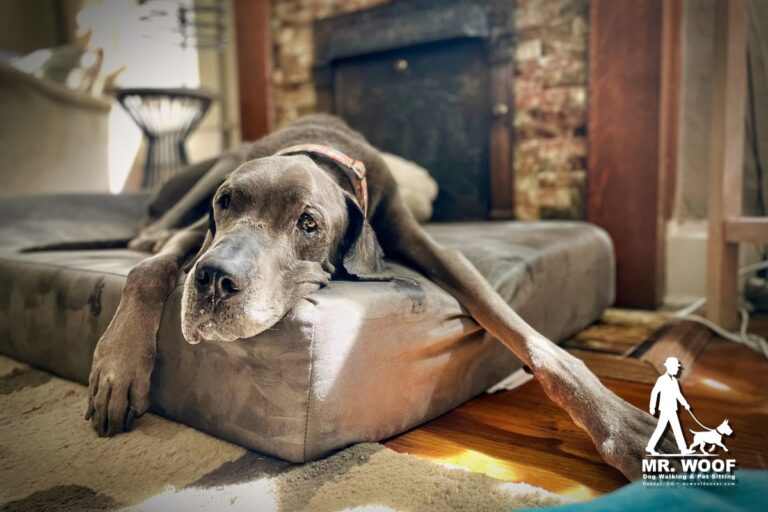 In-home pet sitting in Denver