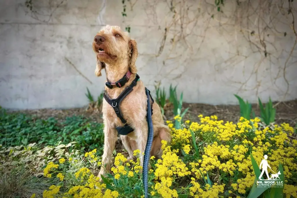 Why Some Denver Dogs Do Better With Private Dog Walks