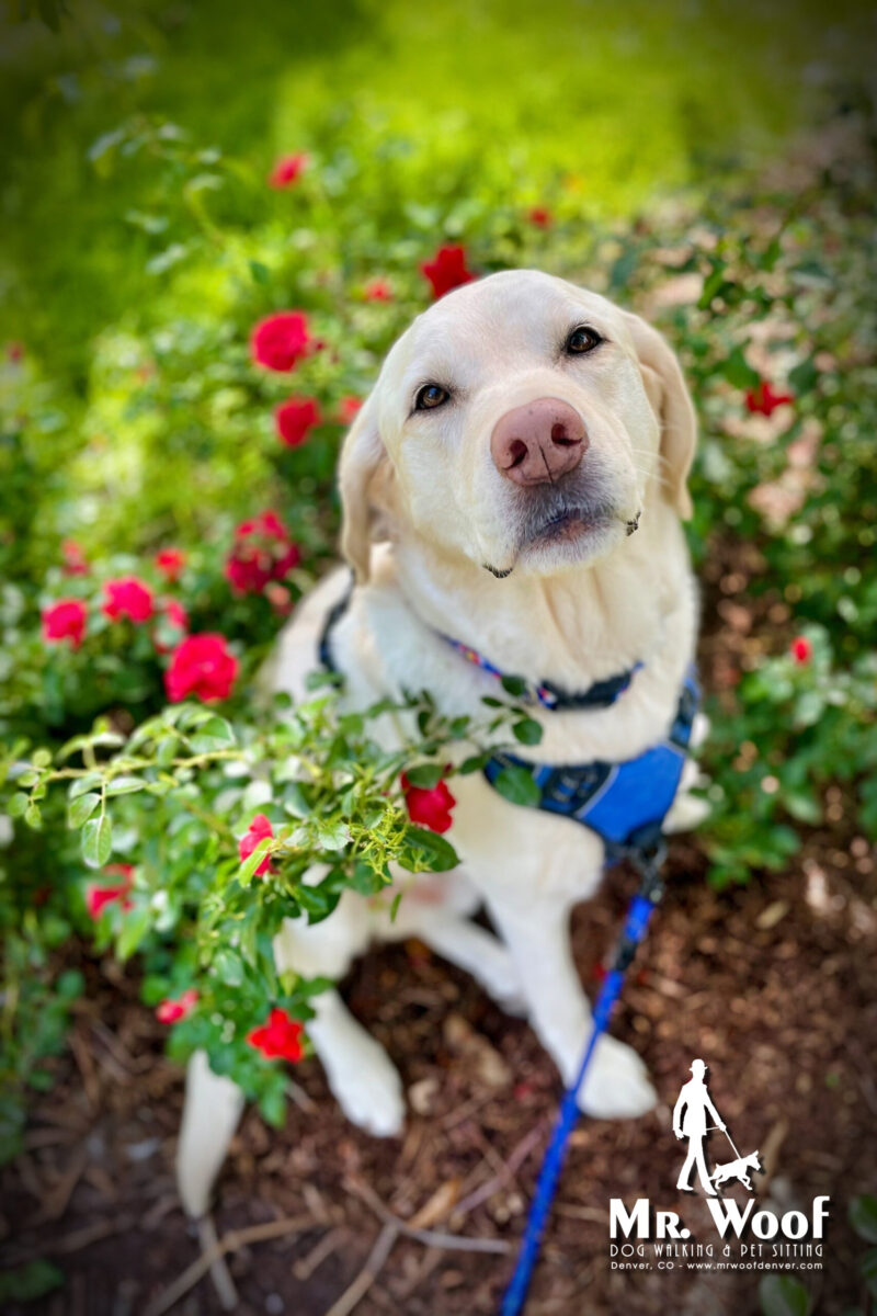 Dog enjoying a private walk in Denver with Mr. Woof