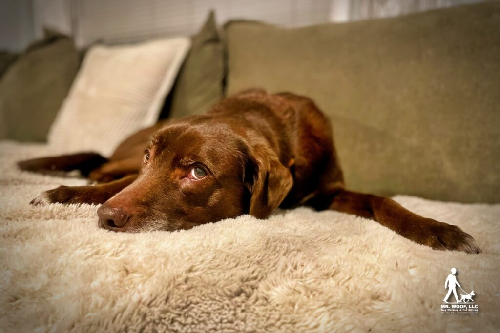 Dog relaxing at home during overnight pet sitting in Denver