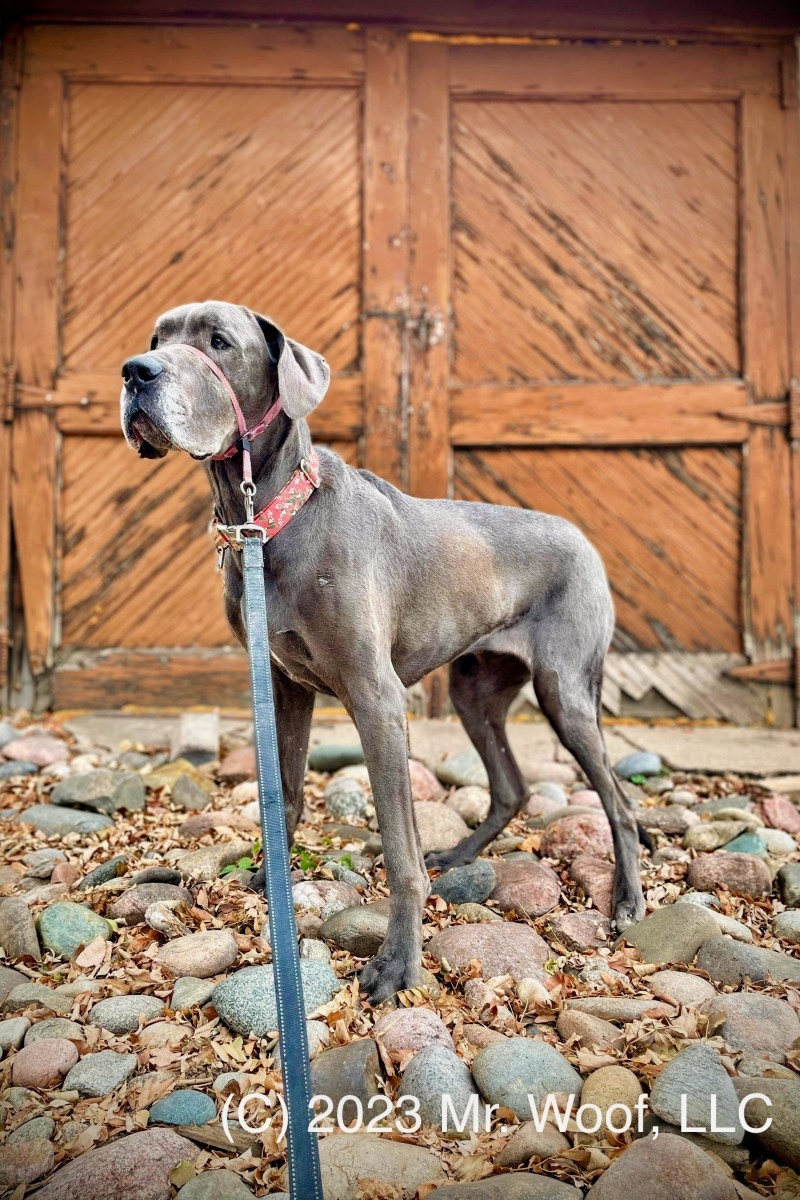 Dog waiting for private pet care in Denver with Mr. Woof