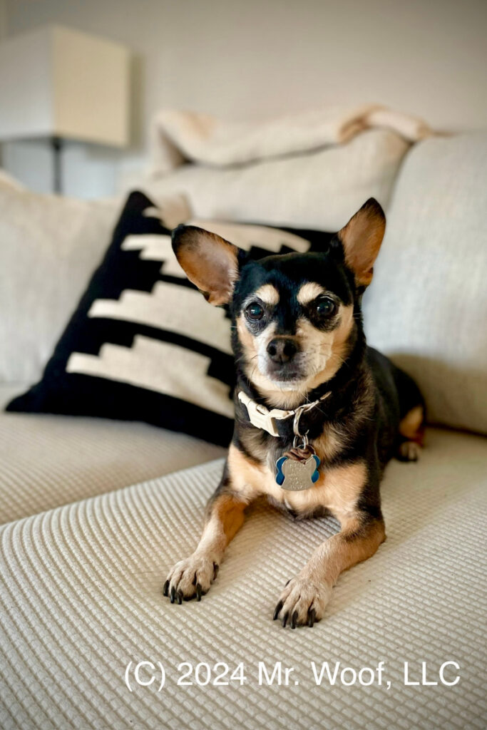 Denver pet photography portrait by Mr. Woof