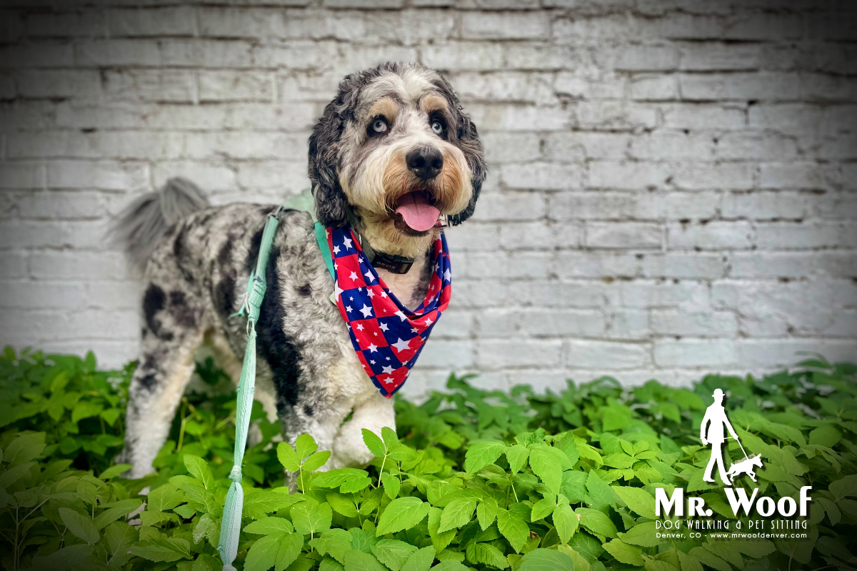 Denver dog walker with a happy dog for private one-on-one walks