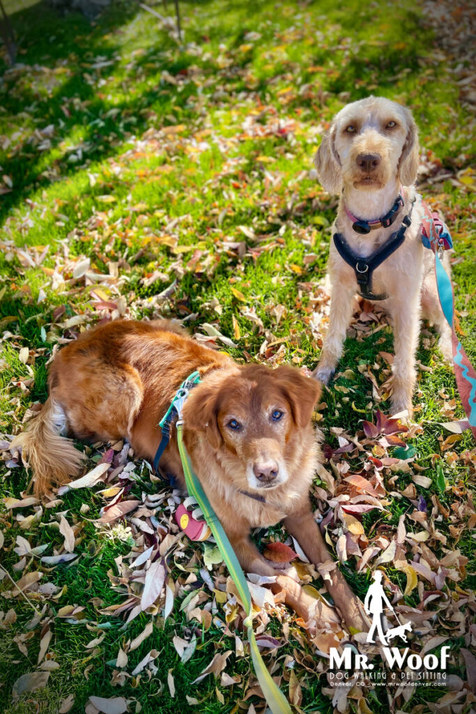Candid pet portrait in Denver by Mr. Woof