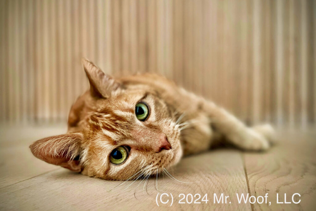 Orange tabby cat during in-home pet sitting in Denver with Mr. Woof