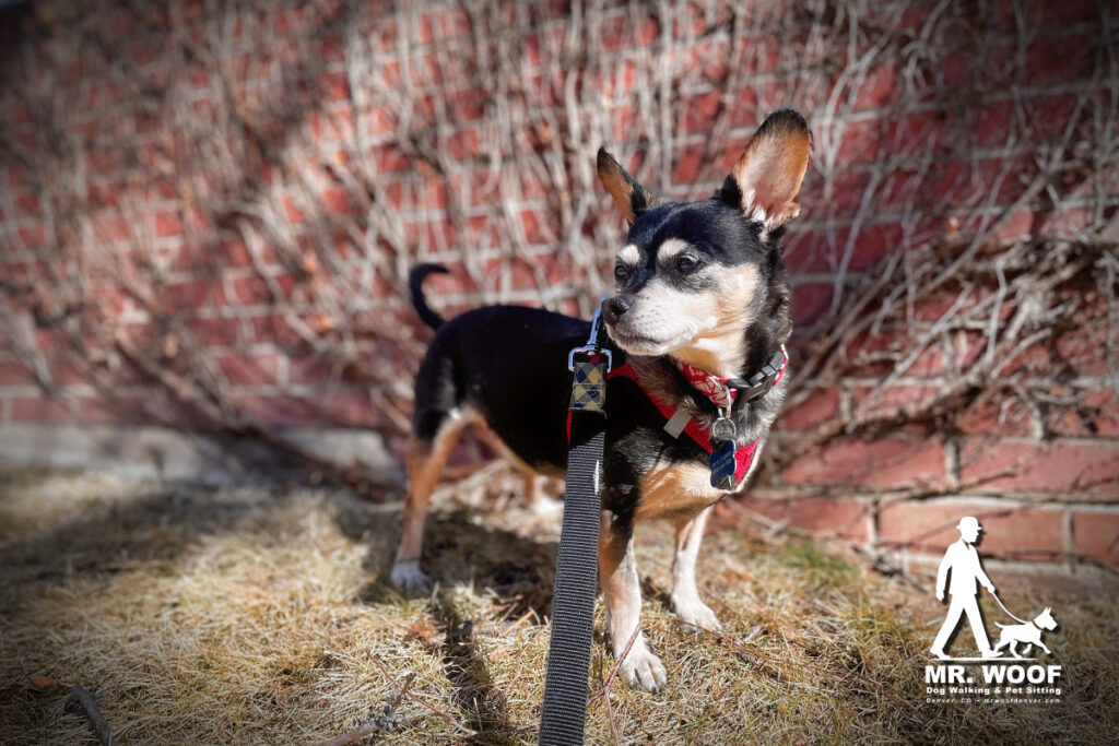 Chihuahua mix enjoying a private dog walk in Denver, Colorado