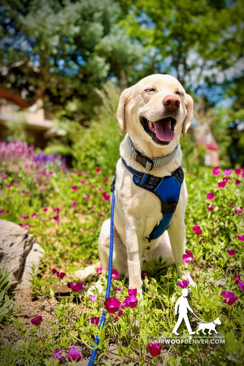 Dog enjoying a private walk with Mr. Woof in Denver