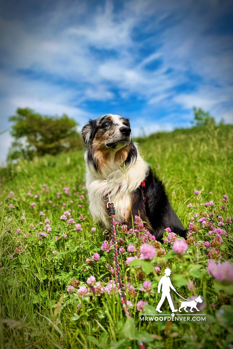 Dog enjoying a private walk with Mr. Woof in Denver