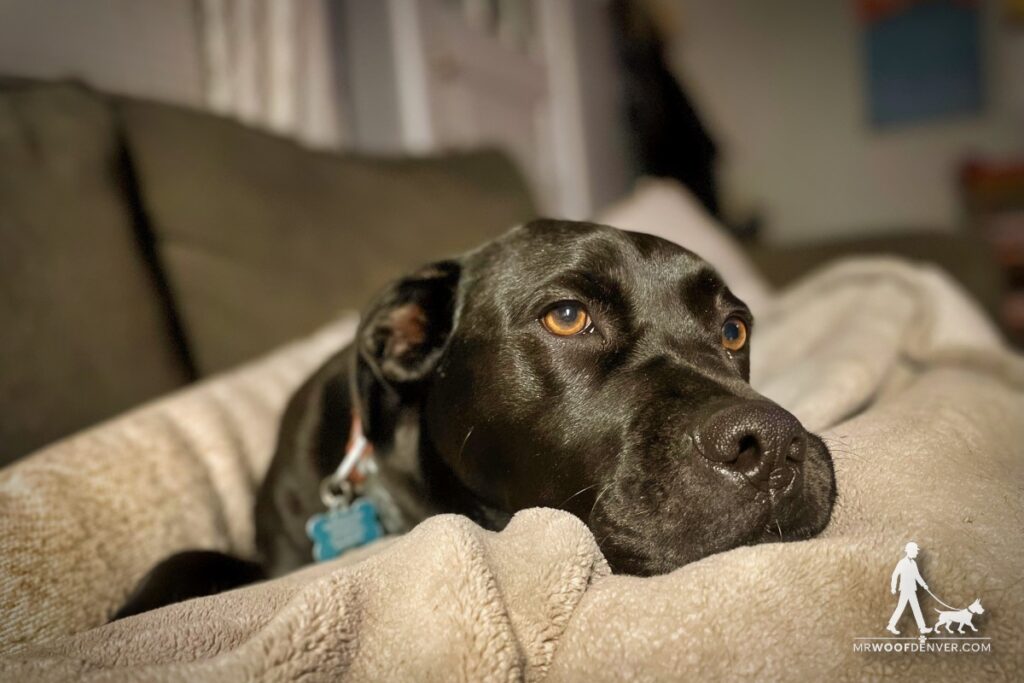 How to Prepare Your Home for a Pet Sitter