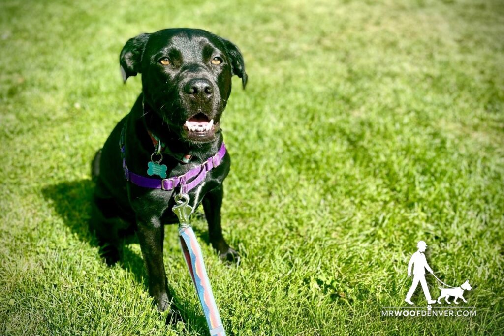 What Should I Tell My Dog Walker About My Dog’s Behavior?