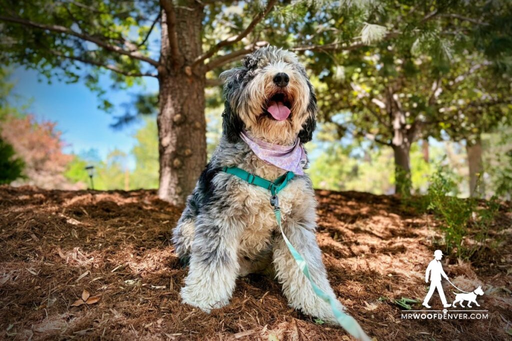 When Is It Too Hot to Walk Your Dog in Denver?