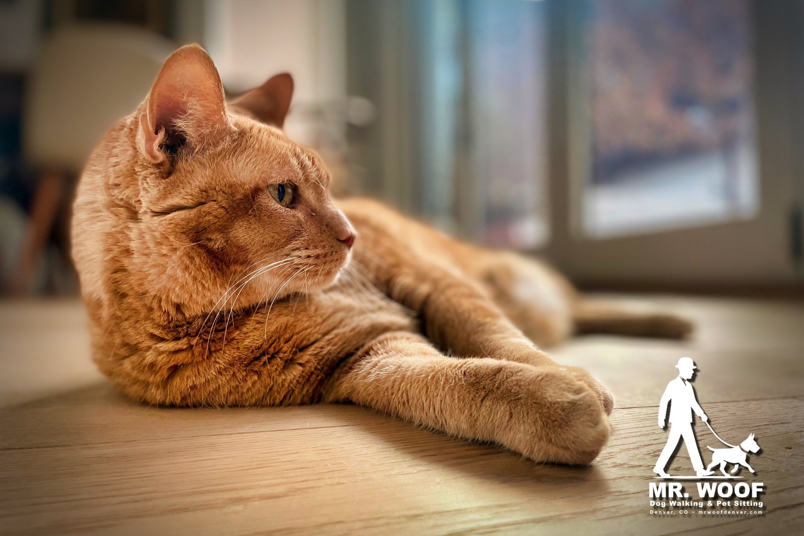 Orange cat relaxing at home during in-home pet sitting in Denver.