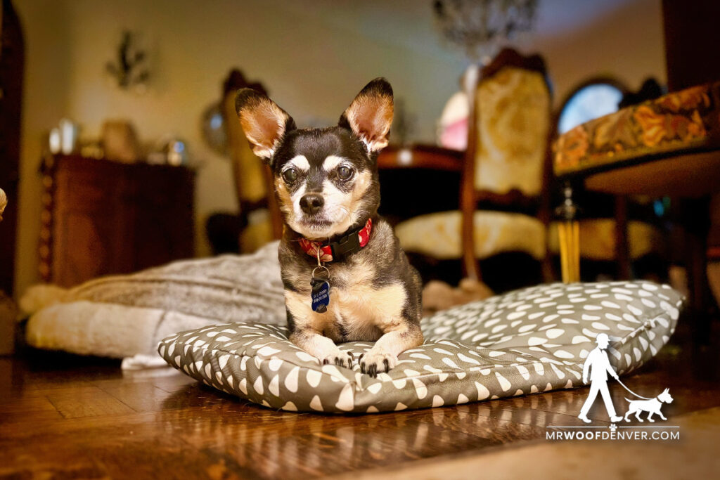 Pet Sitting vs. Boarding in Denver: Which Is Less Stressful for Your Pet?