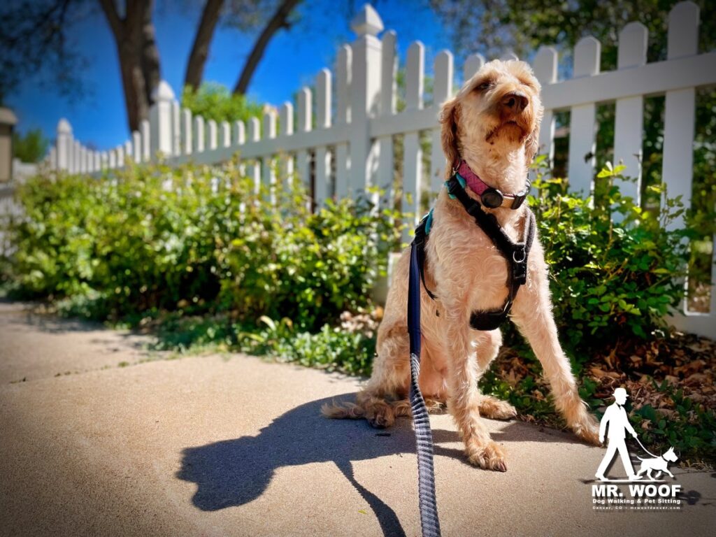 Why Sniffing Is So Important on Dog Walks