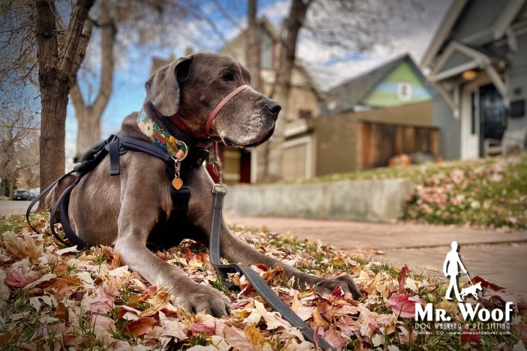 Why Senior Dogs Still Need Regular Walks
