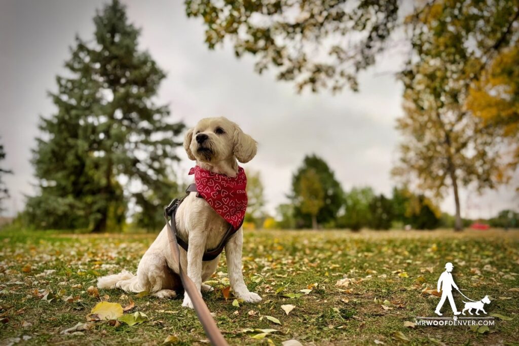 Your Dog Doesn’t Have to Be Friends With Every Dog
